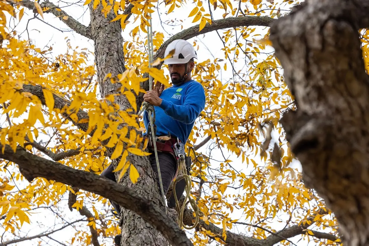 Skilled Emergency Tree Service crew working in Lequire